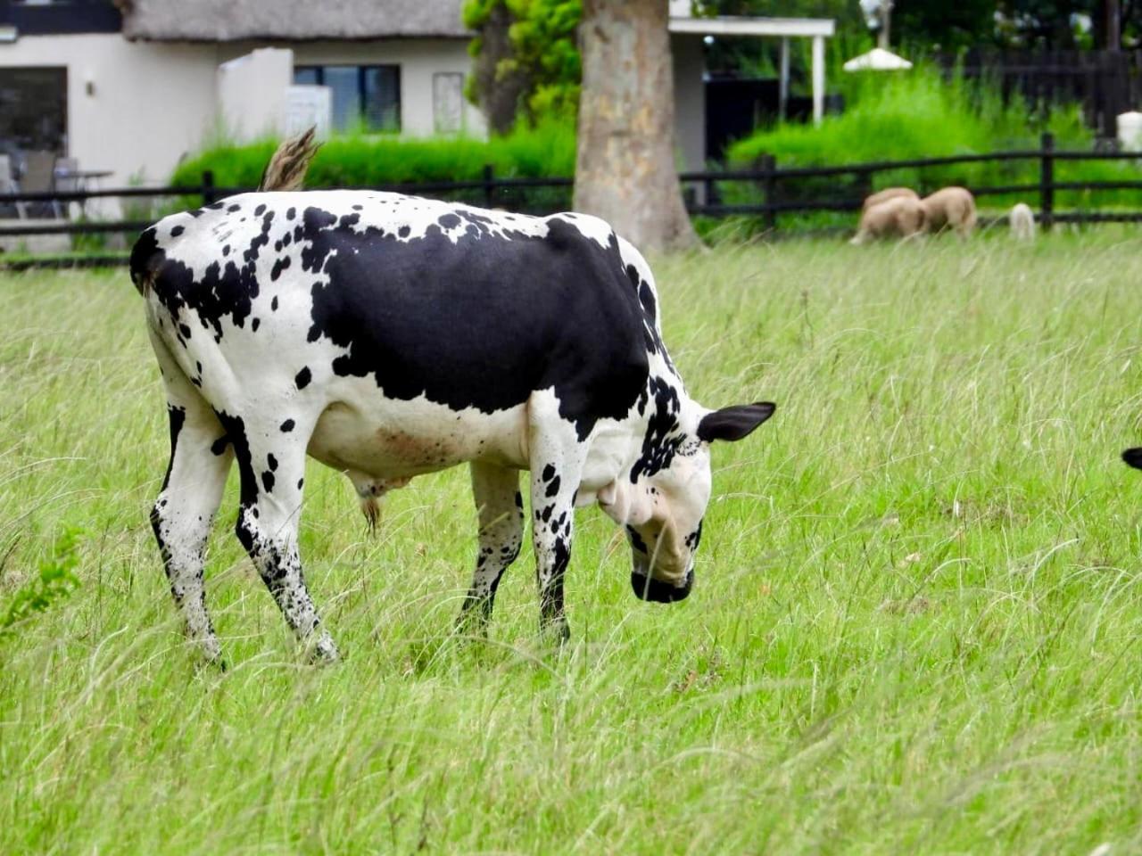 Rosetta Fields Country Lodge Henburg Park Ngoại thất bức ảnh